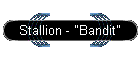 Stallion - "Bandit"